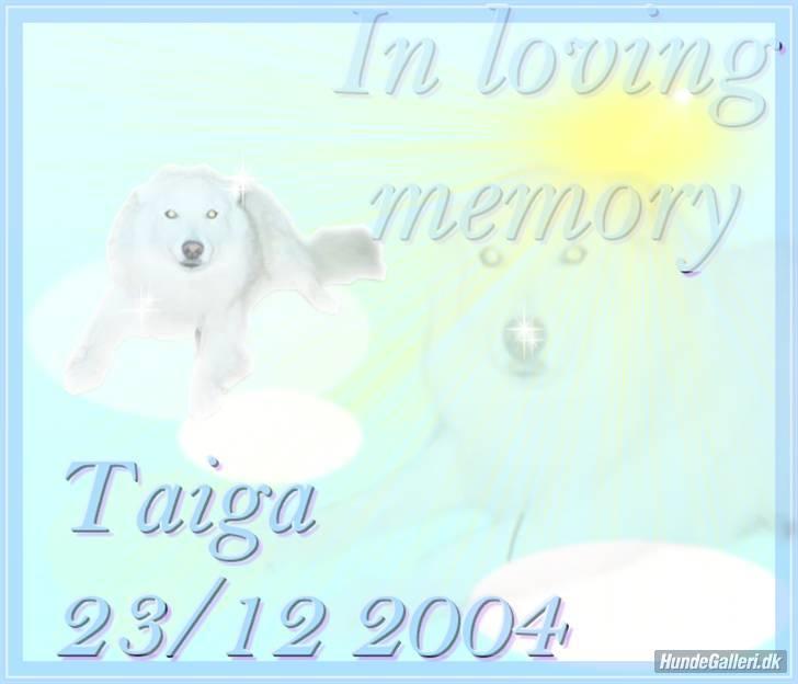 Samojedhund Taiga Himmelhund - Mie har lavet dette billede til Taiga. 23-12-2004 var den dag, han blev aflivet, jeg glemmer den dag aldrig! billede 9