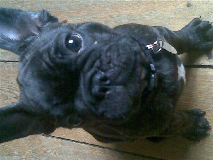 Fransk bulldog Milo R.I.P. - 10 uger gammel billede 8