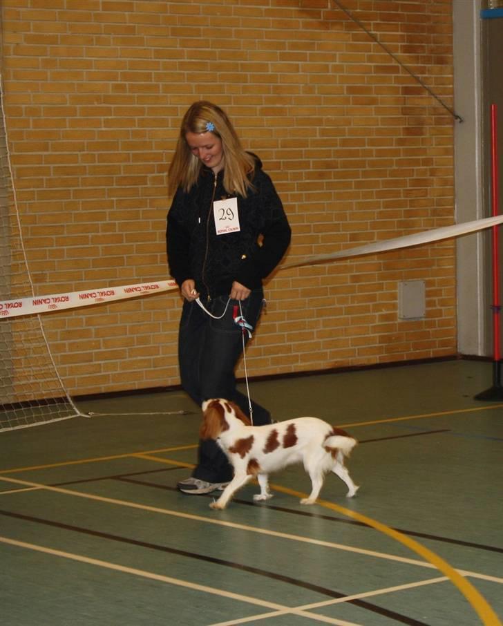 Cavalier king charles spaniel Chilli - Chilli og mig på en af vores udstillinger hvor vi fik 1 pr sl og sluttede af som bedste hvalp under 45 cm:) billede 19