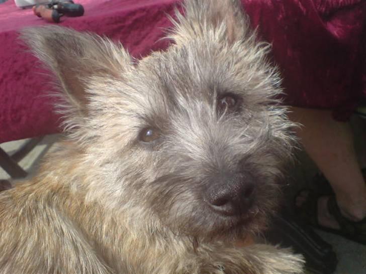 Cairn terrier Milton - Vild pels , efter et bad ..  billede 16