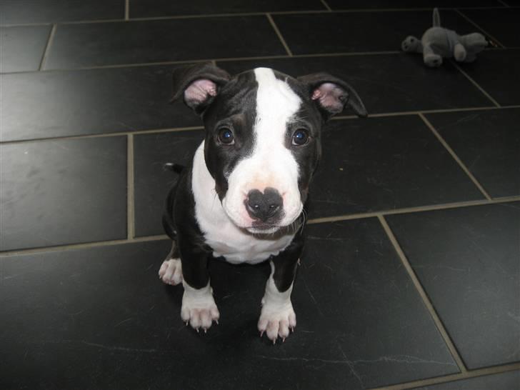 Amerikansk staffordshire terrier Mallu billede 8