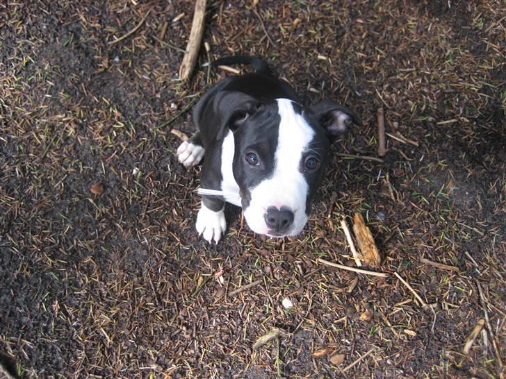 Amerikansk staffordshire terrier Mallu billede 9