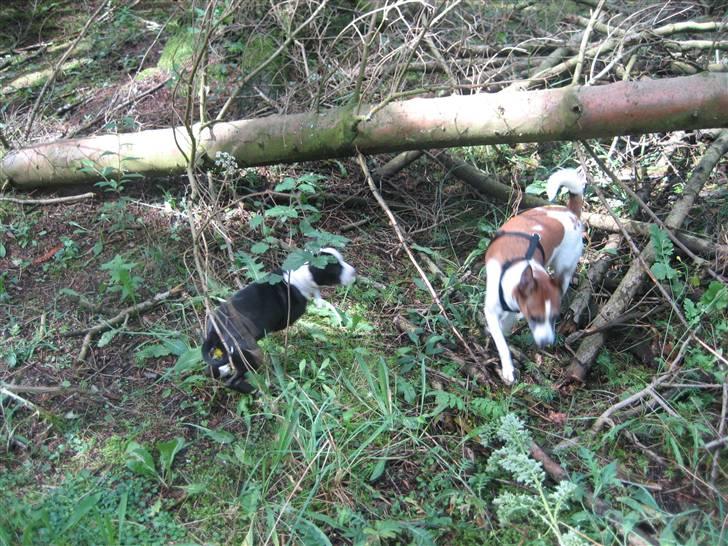 Amerikansk staffordshire terrier Mallu - min første tur i skoven med bibi og cody billede 10