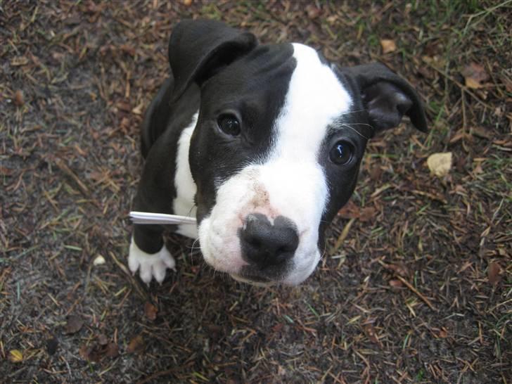 Amerikansk staffordshire terrier Mallu - er jeg ikke sød..... billede 11