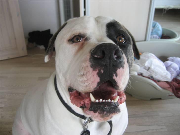 Amerikansk bulldog Cody billede 19