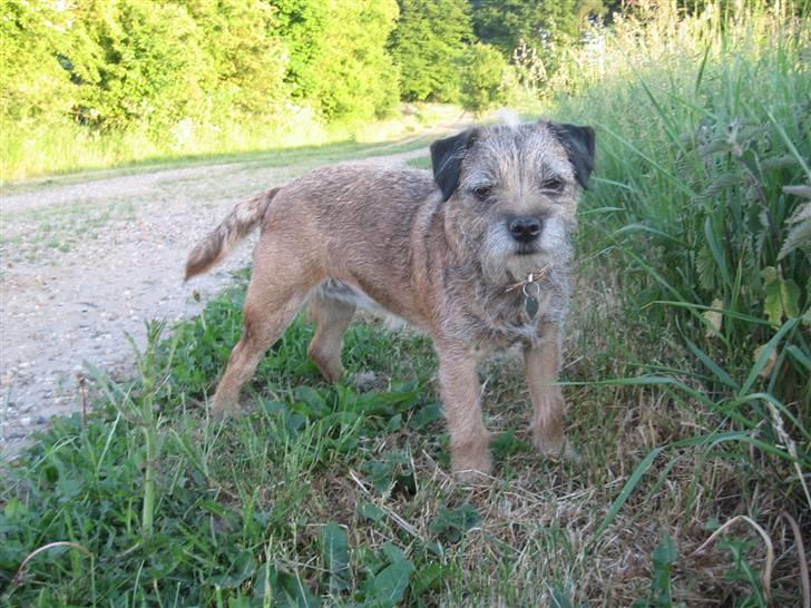 Border terrier Lusse billede 1