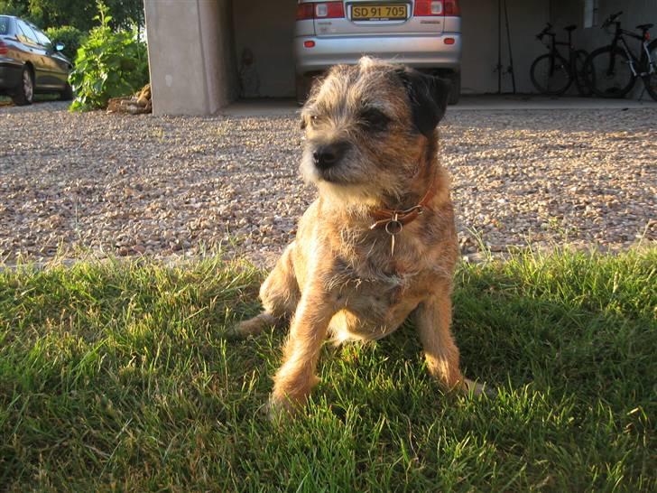 Border terrier Lusse - se der over! kom nu kig over så jeg kan æde hendes melemmad. kig kig kig.! billede 2