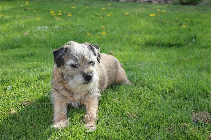Border terrier Lusse billede 3