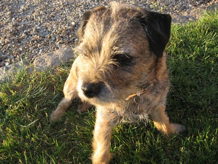 Border terrier Lusse billede 4