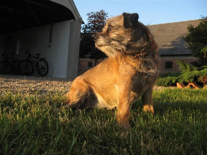 Border terrier Lusse billede 5
