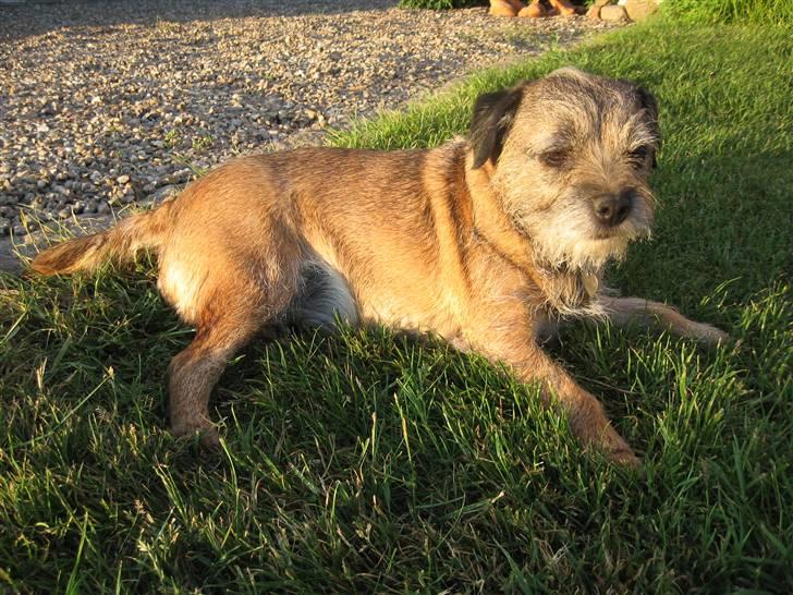 Border terrier Lusse billede 6