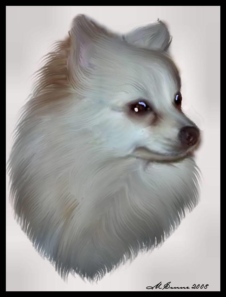 Pomeranian Alf billede 14