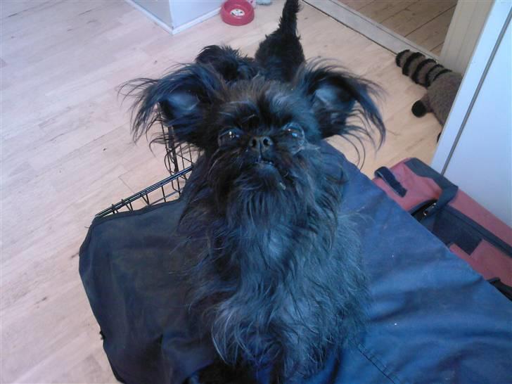 Griffon belge Fie billede 1