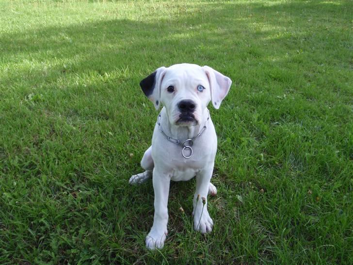 Amerikansk bulldog Kettners Feige (RIP 24/4-2016) - Freja 3 måneder billede 1