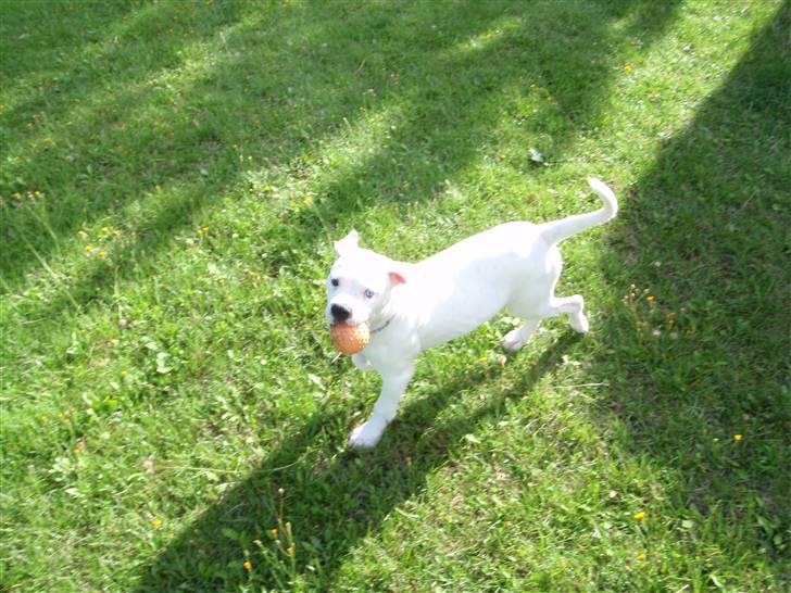 Amerikansk bulldog Kettners Feige (RIP 24/4-2016) - Freja 3 måneder Elsker sin rangle bold billede 2