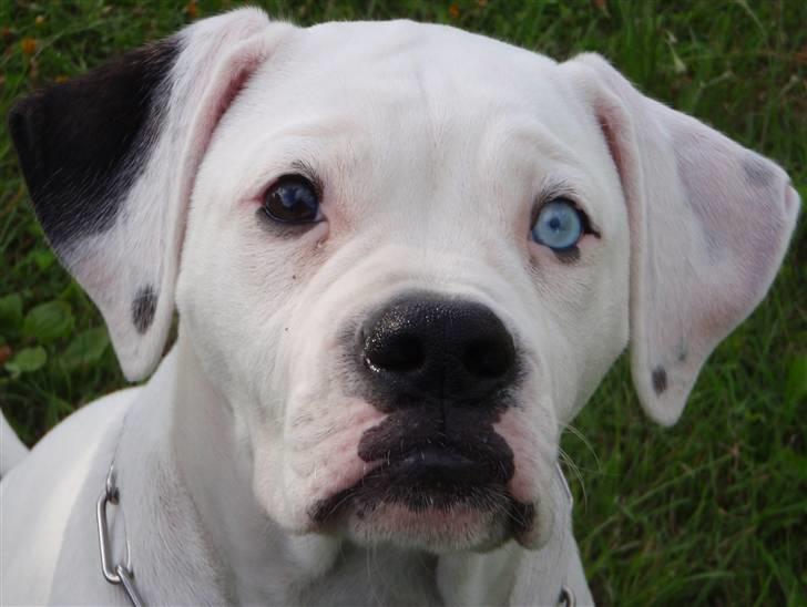 Amerikansk bulldog Kettners Feige (RIP 24/4-2016) - Headshot Freja 3 måneder billede 3