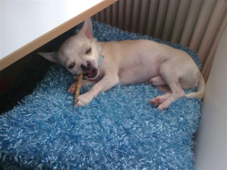 Chihuahua Luigi billede 15