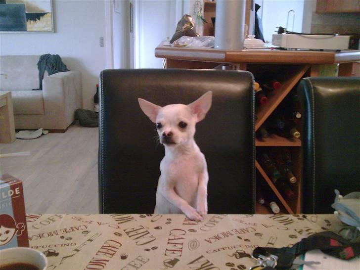 Chihuahua Luigi - Venter utålmodigt på at få morgenmaden serveret. billede 16