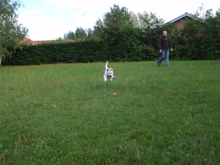 Amerikansk bulldog Kettners Feige (RIP 24/4-2016) - Nothing but air billede 4