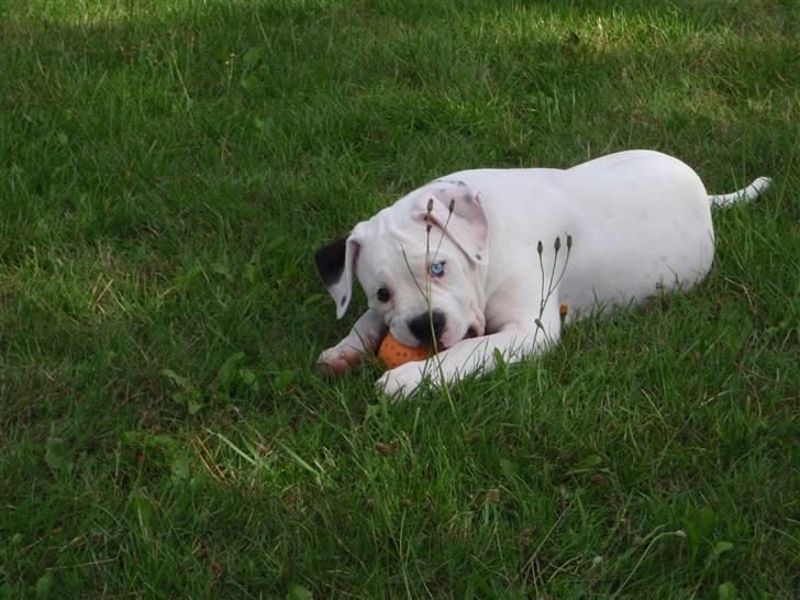 Amerikansk bulldog Kettners Feige (RIP 24/4-2016) billede 5