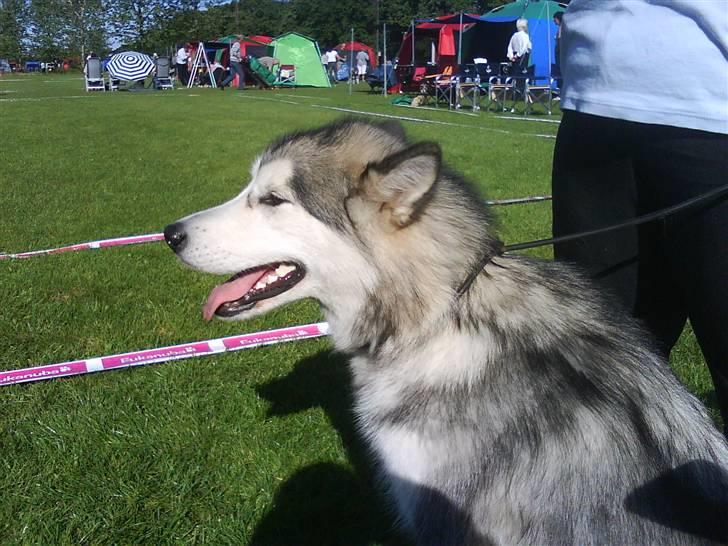 Alaskan malamute Sunset - Vejen udstillingen 2008 billede 9