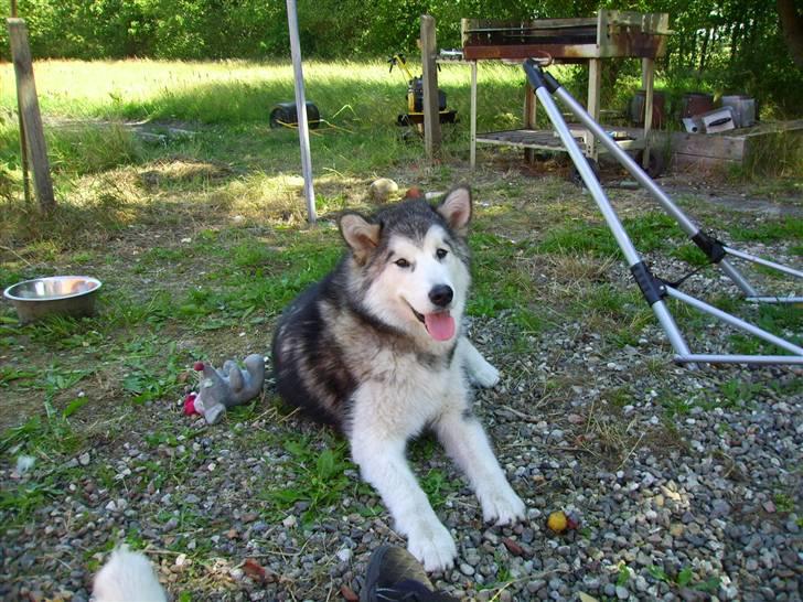 Alaskan malamute Sunset billede 10