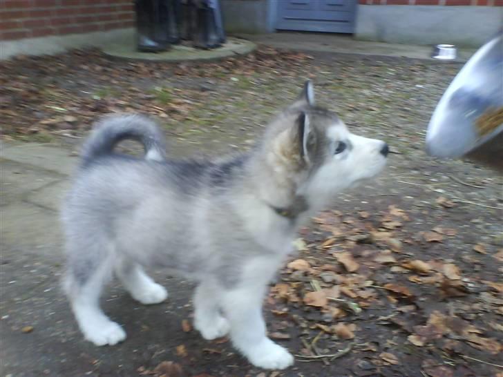 Alaskan malamute Sunset billede 11