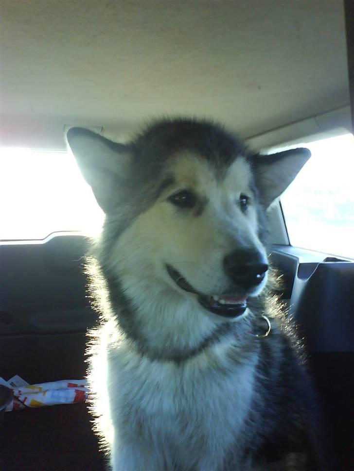 Alaskan malamute Sunset billede 12