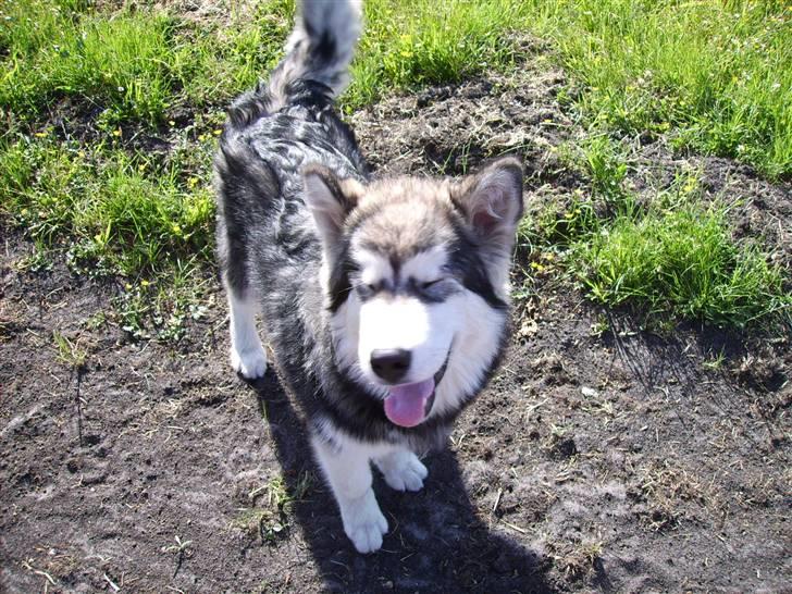 Alaskan malamute Devil billede 7