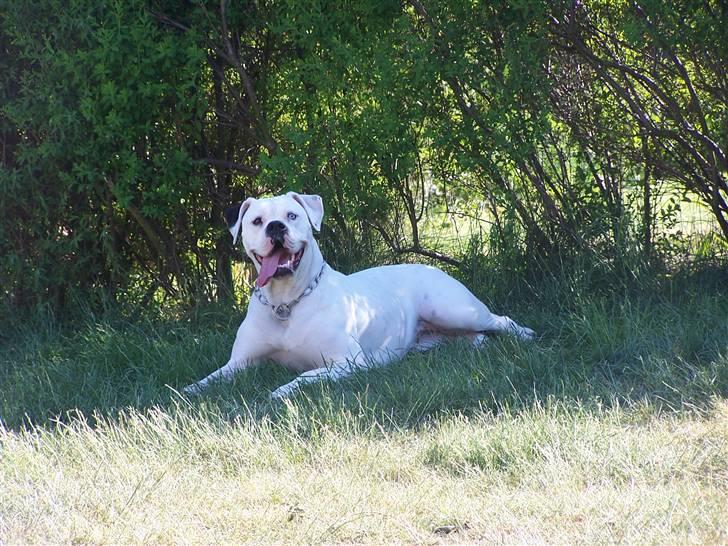Amerikansk bulldog Kettners Feige (RIP 24/4-2016) - 13 måneder billede 6