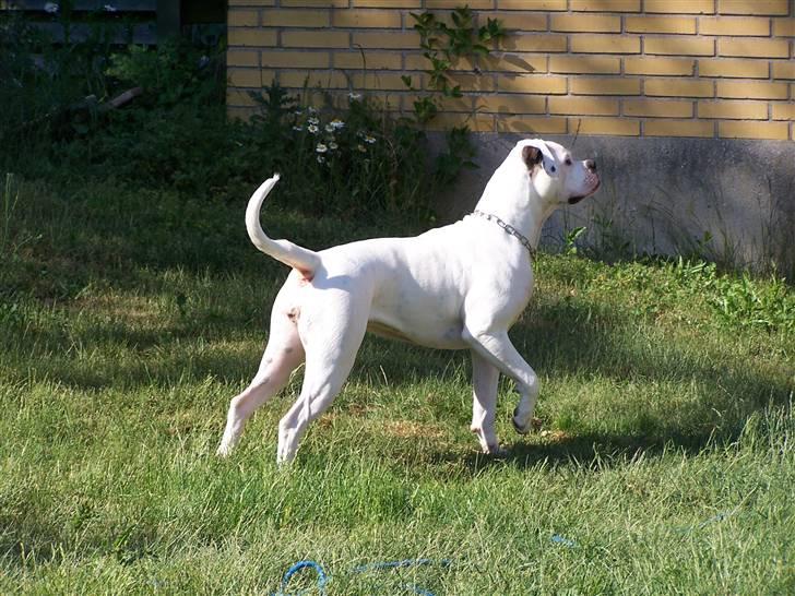 Amerikansk bulldog Kettners Feige (RIP 24/4-2016) - 13 måneder billede 7