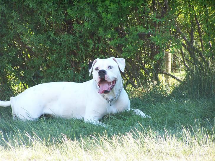 Amerikansk bulldog Kettners Feige (RIP 24/4-2016) - 13 måneder billede 8