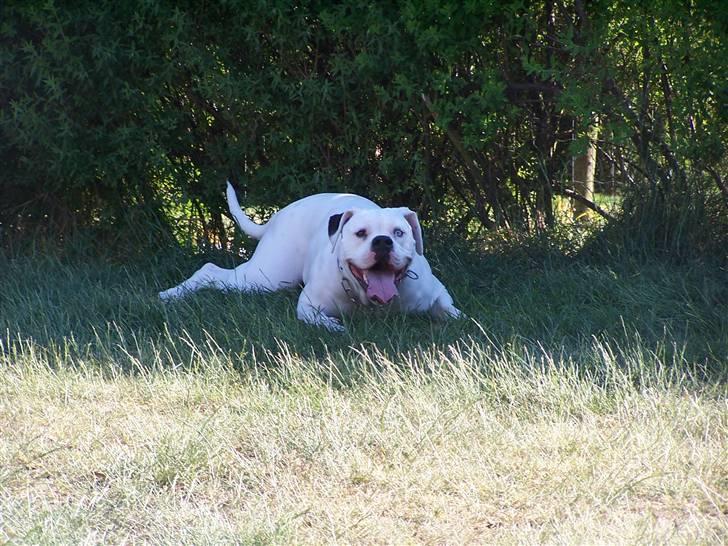 Amerikansk bulldog Kettners Feige (RIP 24/4-2016) - 13 måneder billede 9