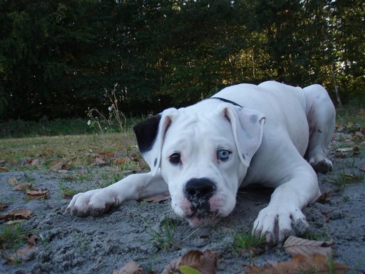 Amerikansk bulldog Kettners Feige (RIP 24/4-2016) - 5 måneder billede 10