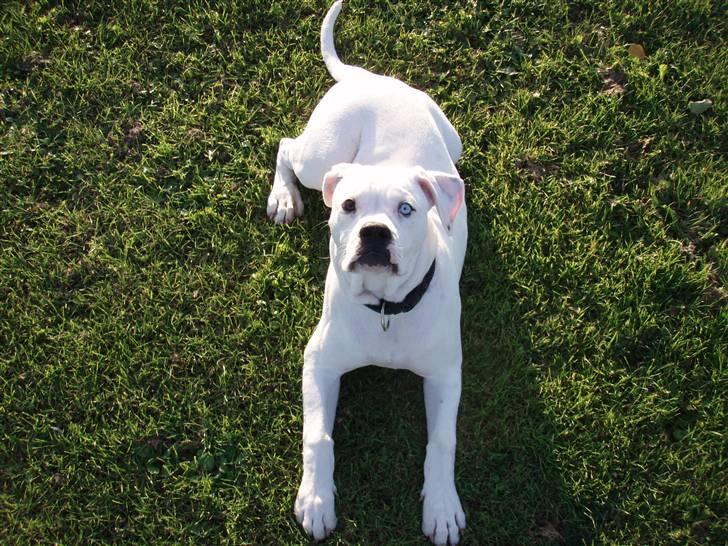 Amerikansk bulldog Kettners Feige (RIP 24/4-2016) - 5 måneder billede 11