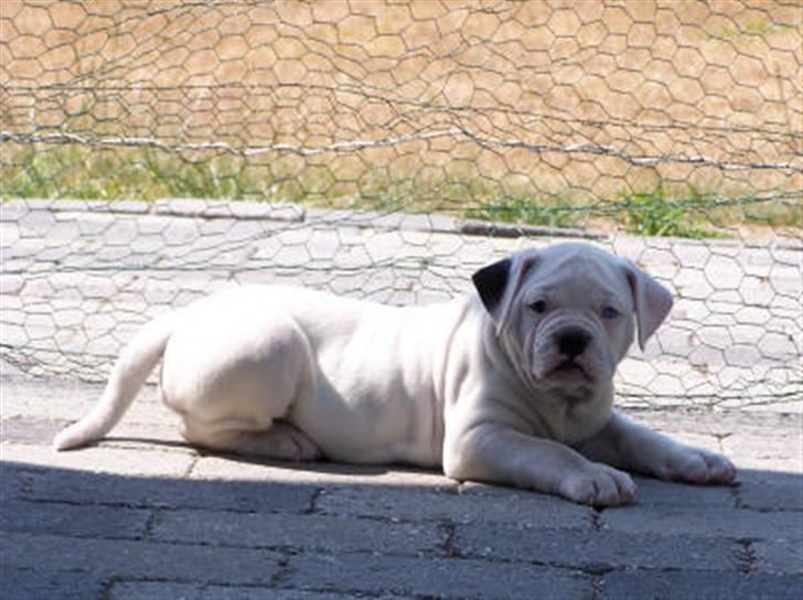 Amerikansk bulldog Kettners Feige (RIP 24/4-2016) - 5 uger gammel billede 12