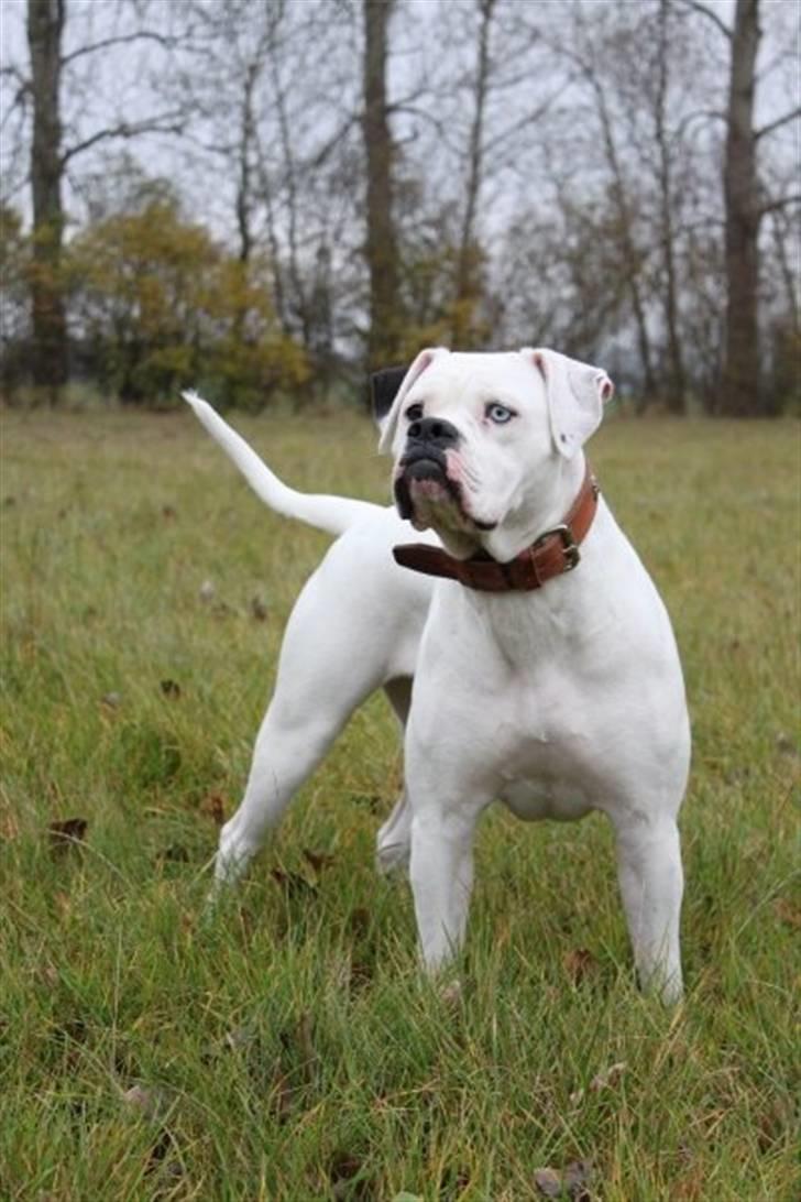 Amerikansk bulldog Kettners Feige (RIP 24/4-2016) - freja 18 måneder billede 13