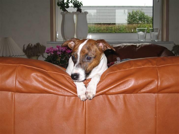 Dansk svensk gaardhund Beta 01-03-2006 - Lidt fræk ser man ud ik´ billede 1