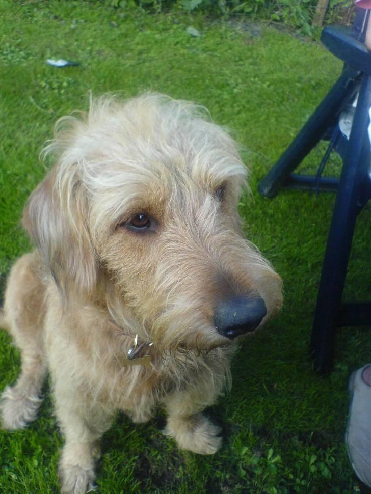 Blanding af racer  nela billede 1