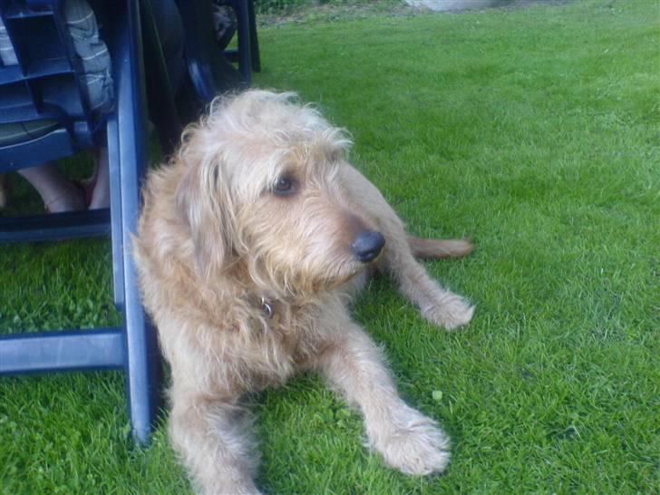 Blanding af racer  nela billede 2