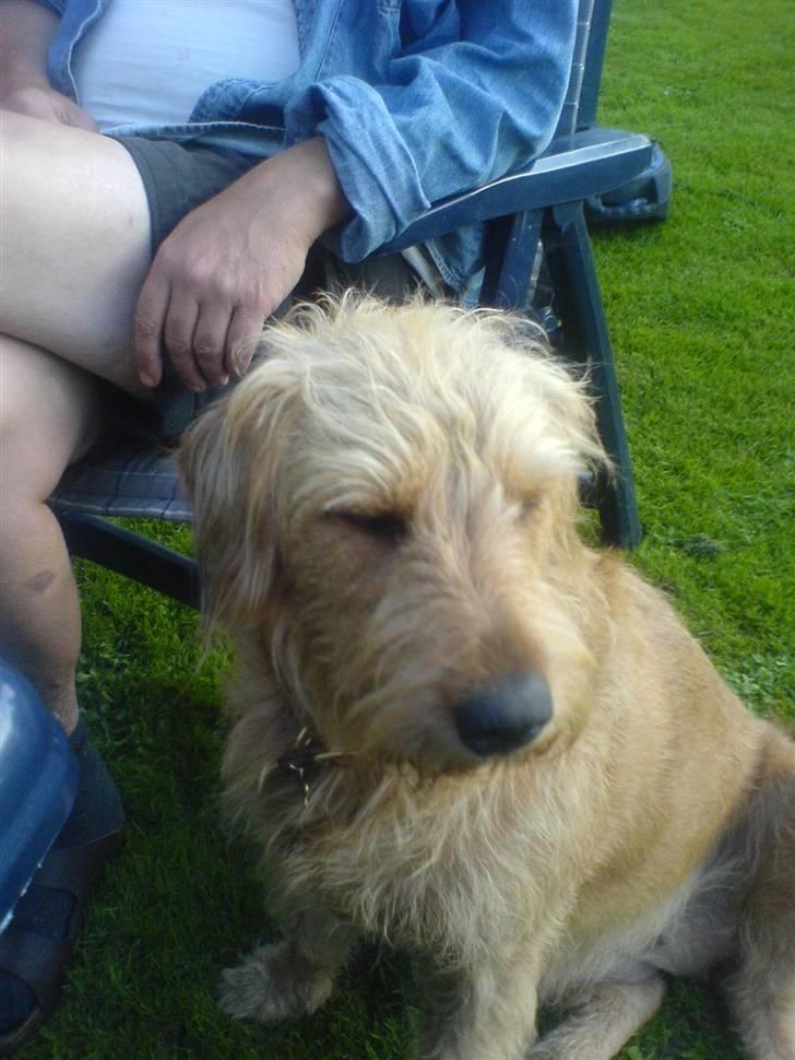 Blanding af racer  nela billede 3