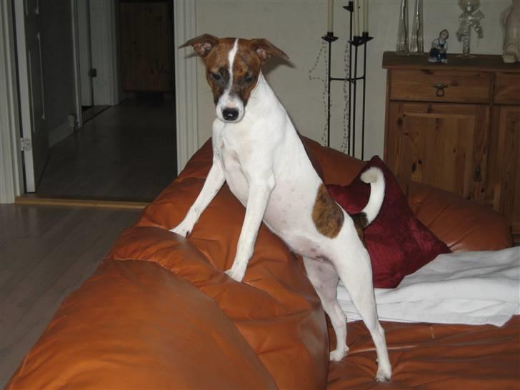 Dansk svensk gaardhund Beta 01-03-2006 - Stadig en bandit billede 2