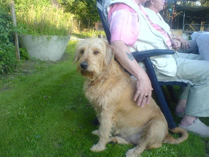 Blanding af racer  nela billede 4