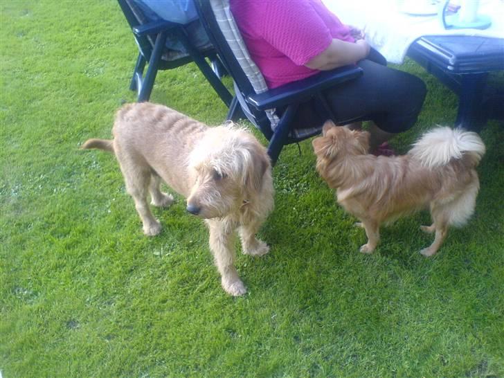 Blanding af racer  nela billede 5