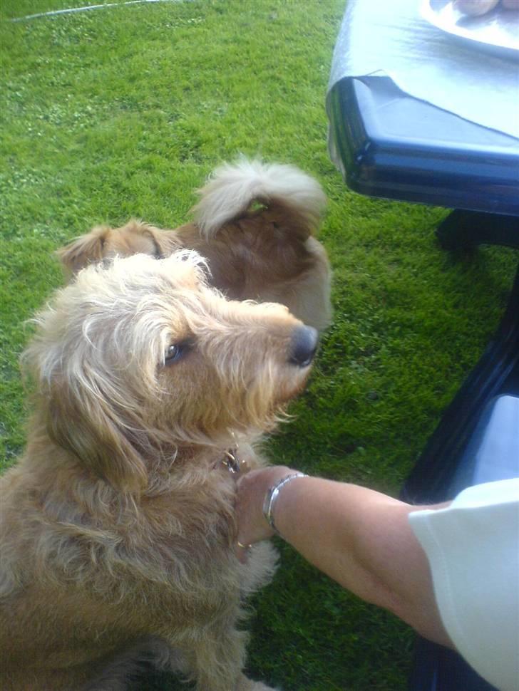 Blanding af racer  nela billede 6