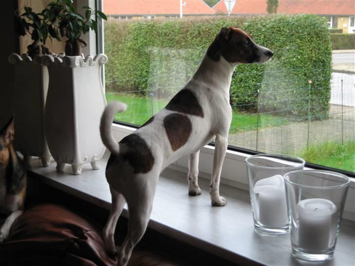 Dansk svensk gaardhund Beta 01-03-2006 - Beta elsker at kigge ud af vinduet billede 3