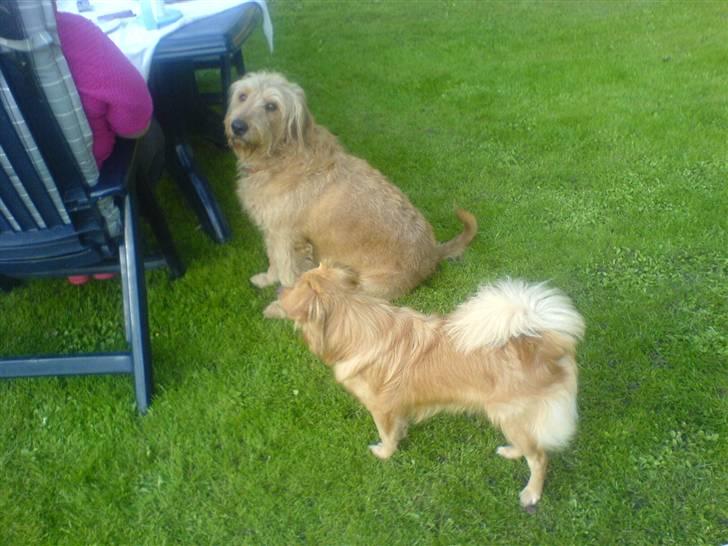 Blanding af racer  nela - nela og soffie billede 7