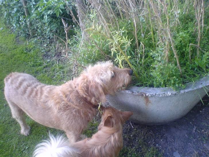 Blanding af racer  nela billede 8