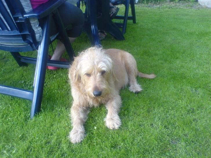 Blanding af racer  nela billede 9