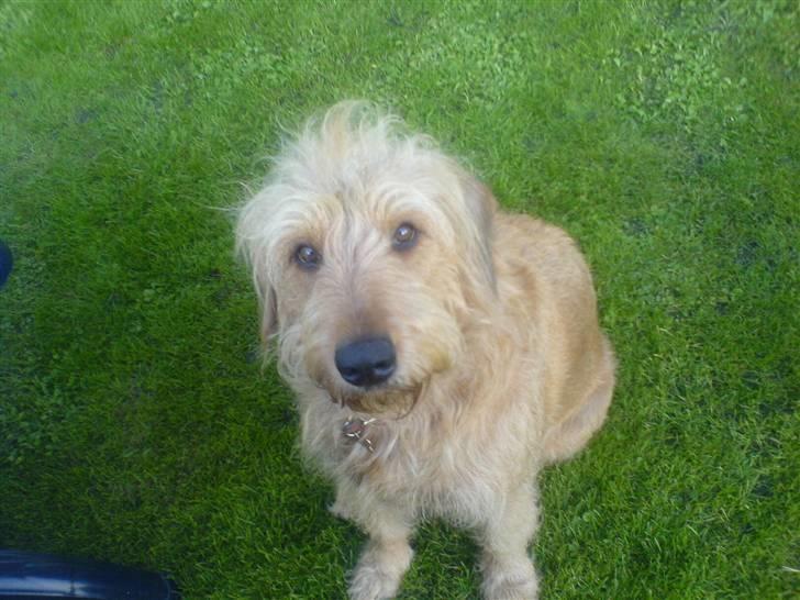 Blanding af racer  nela billede 10